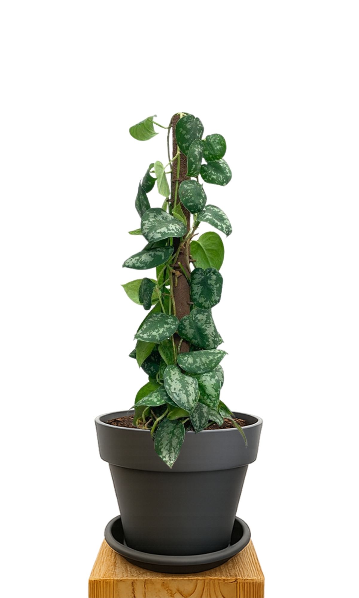 Plant kit 30 Anthracite